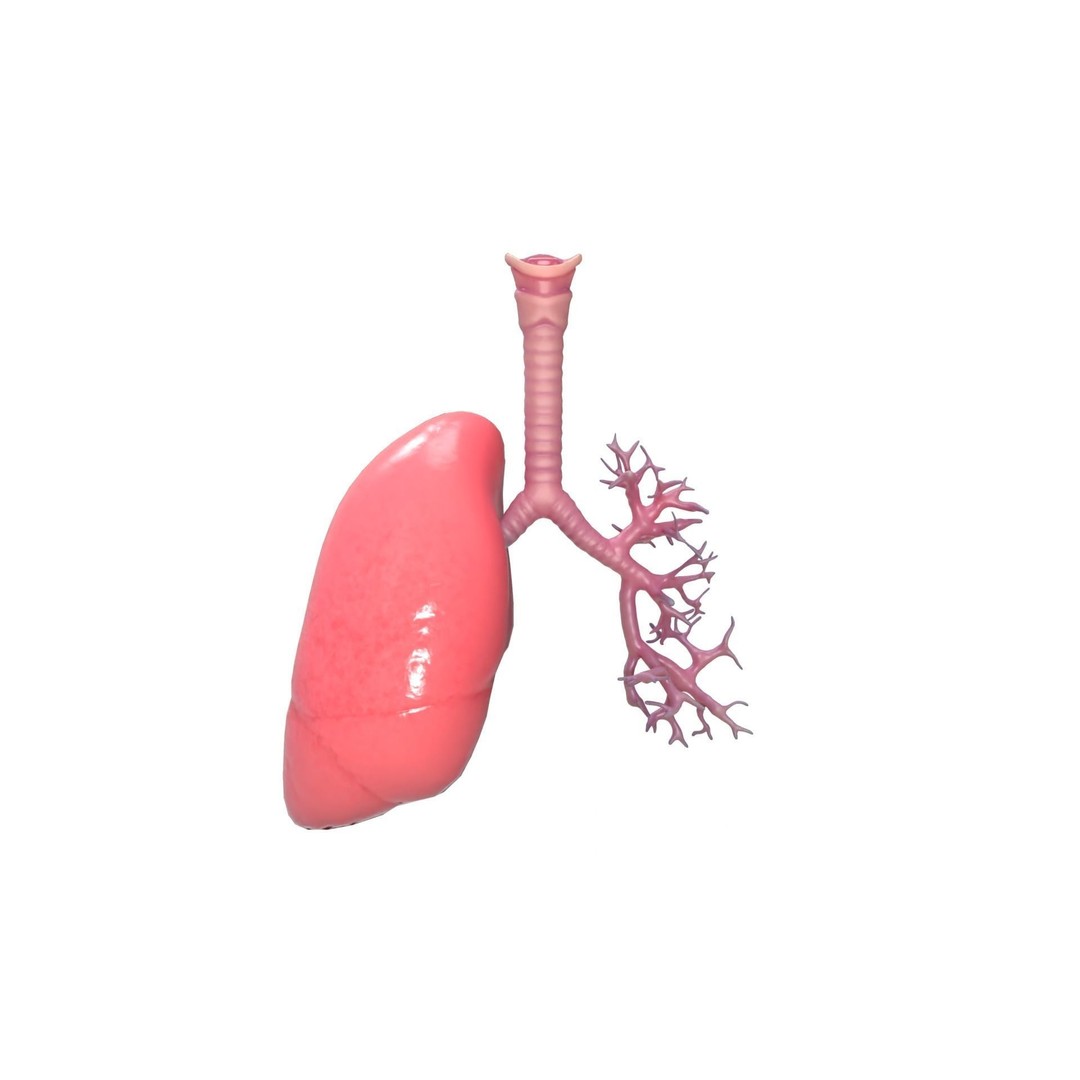 Respiratory System 3D Model – Realistic Anatomy Asset, PBR Textures - View 12