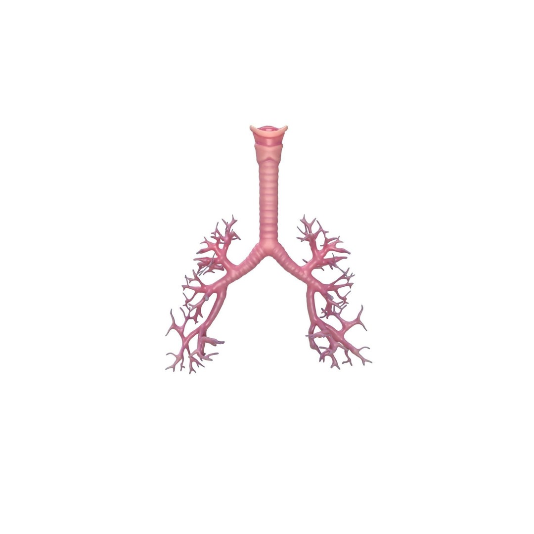 Respiratory System 3D Model – Realistic Anatomy Asset, PBR Textures - View 13