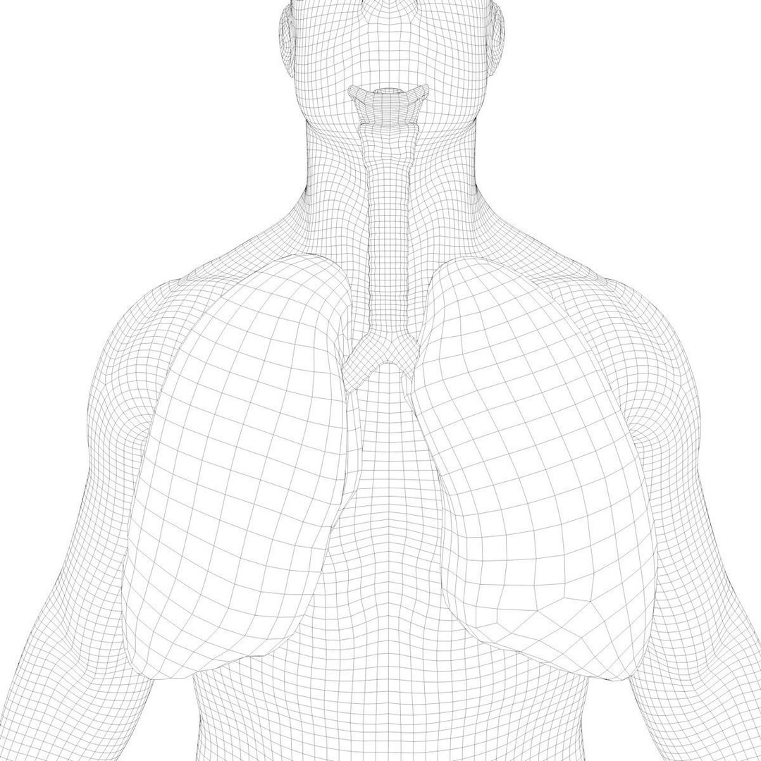 Respiratory System 3D Model – Realistic Anatomy Asset, PBR Textures - View 16
