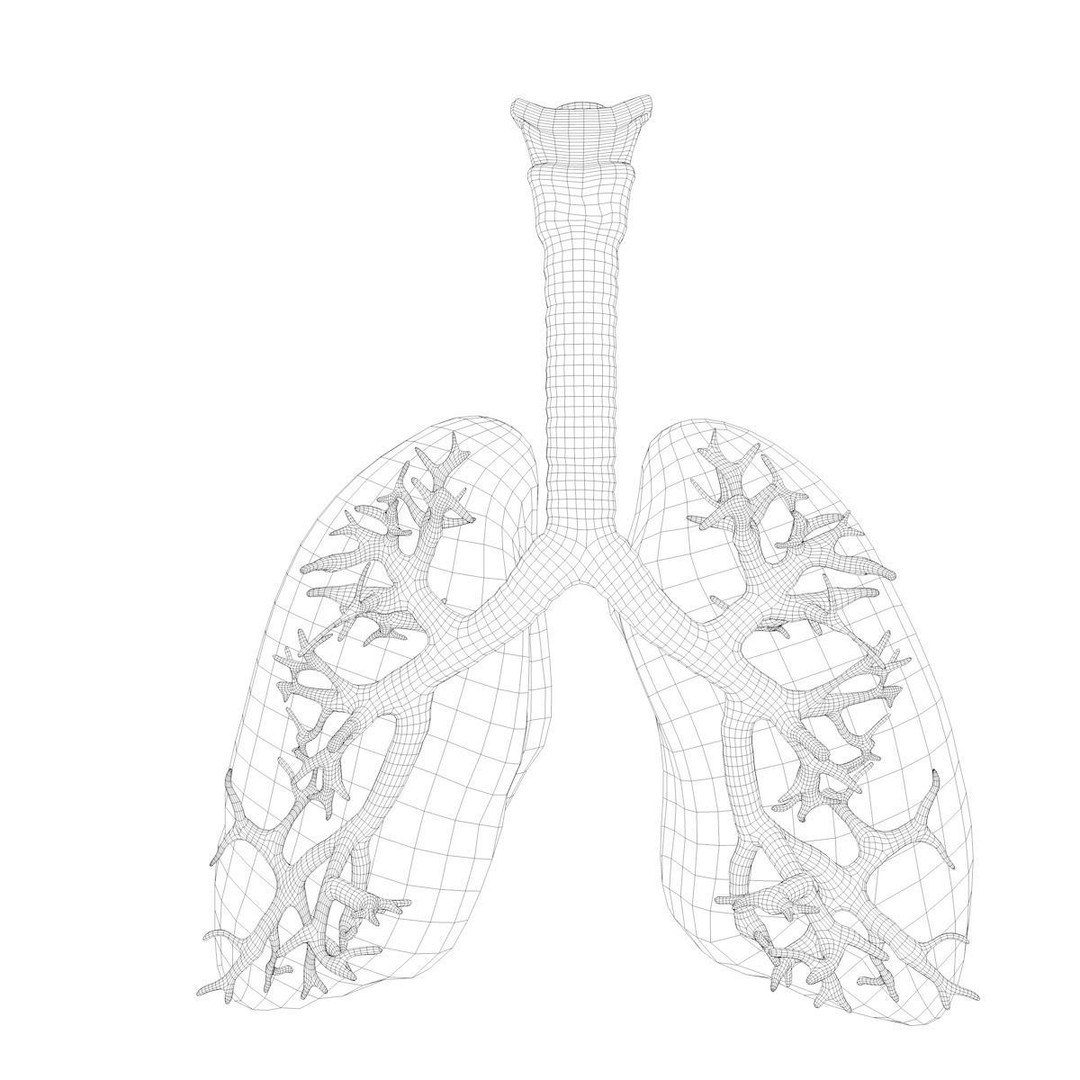 Respiratory System 3D Model – Realistic Anatomy Asset, PBR Textures - View 17