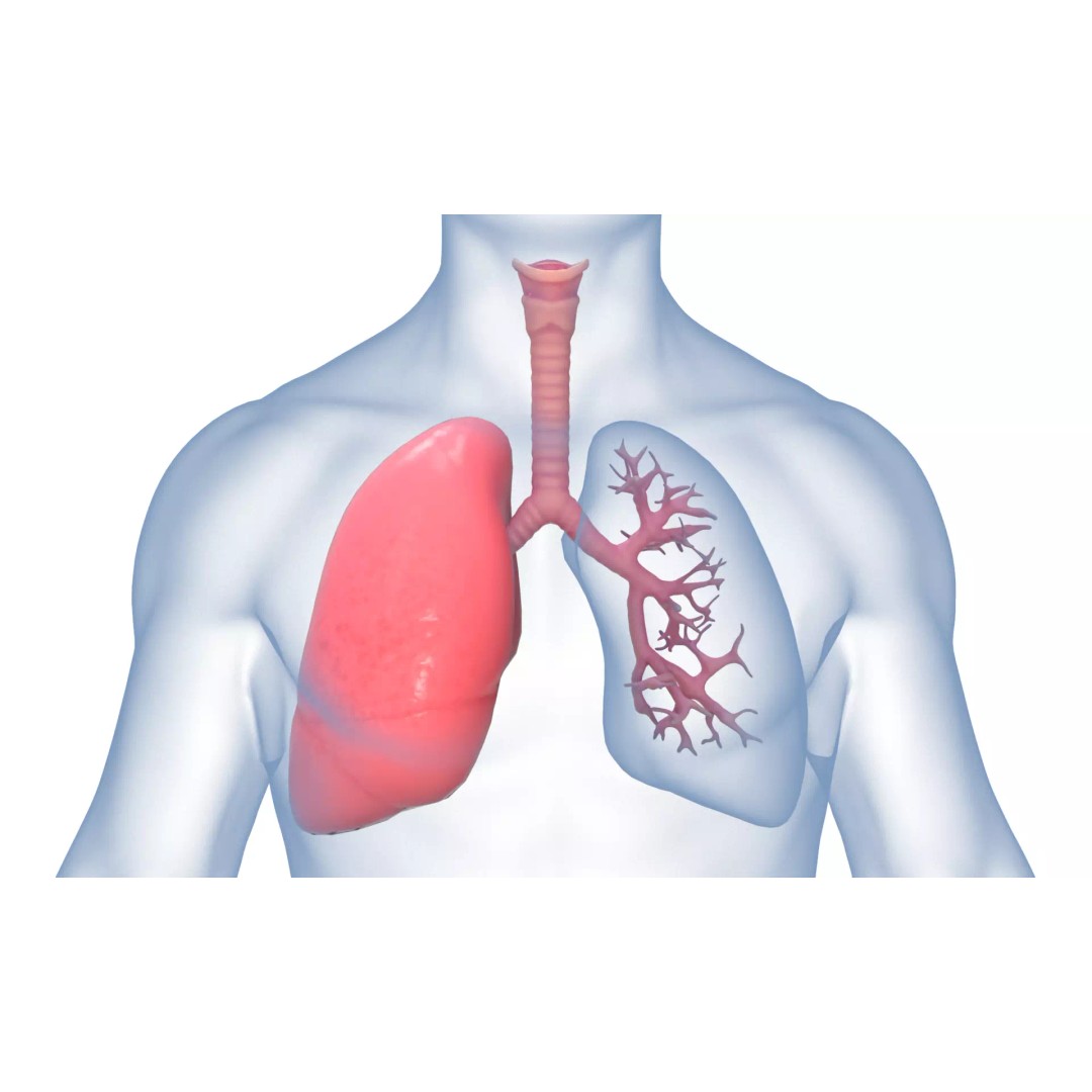 Respiratory System 3D Model – Realistic Anatomy Asset, PBR Textures - View 2