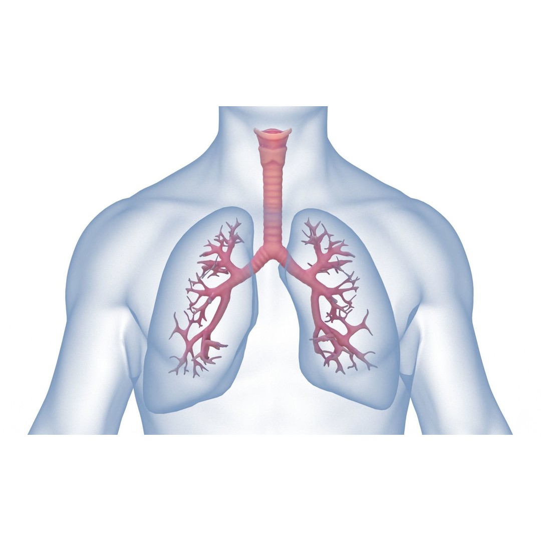 Respiratory System 3D Model – Realistic Anatomy Asset, PBR Textures - View 3