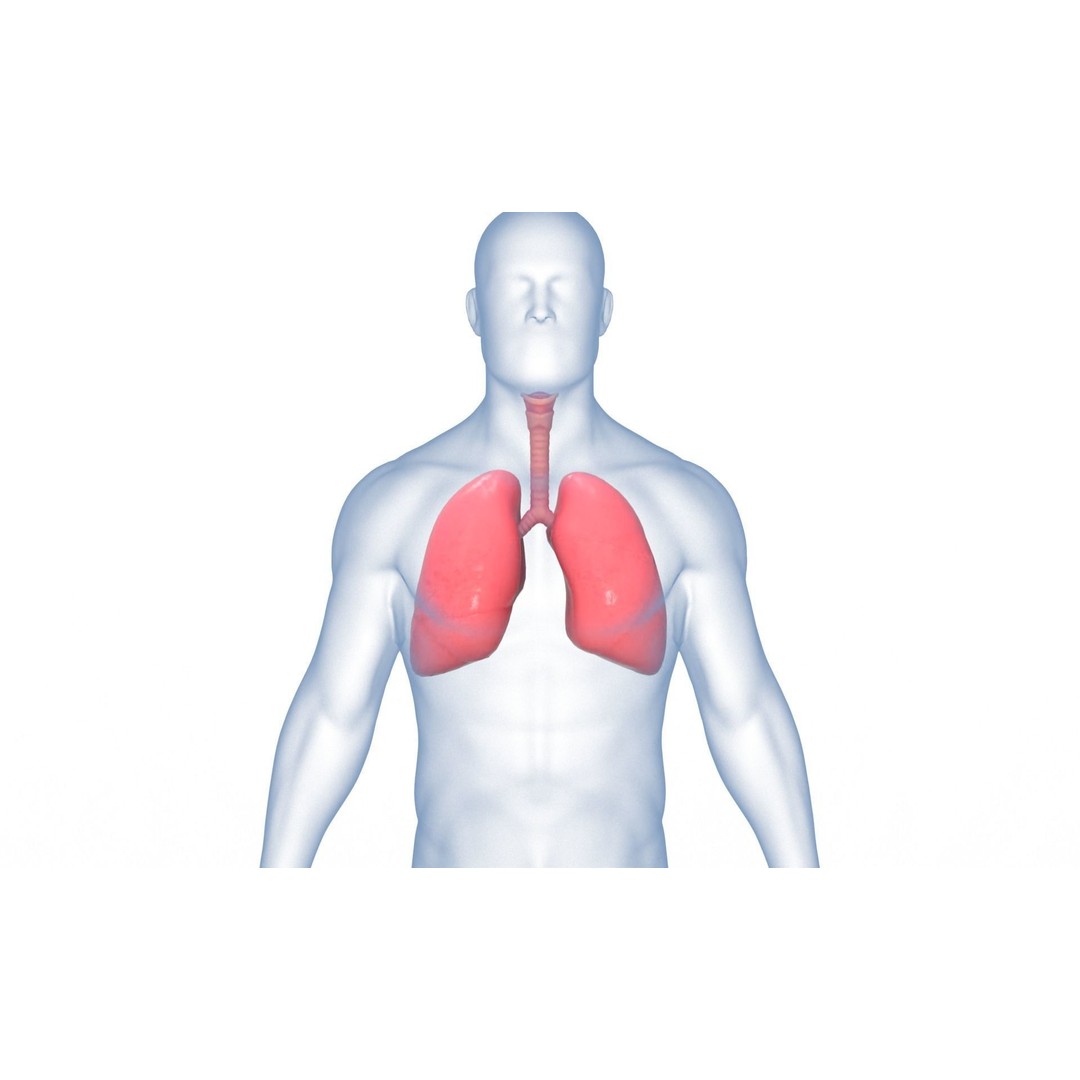 Respiratory System 3D Model – Realistic Anatomy Asset, PBR Textures - View 4
