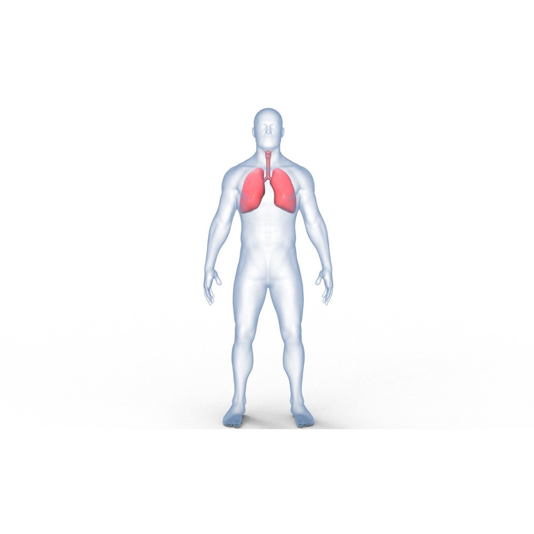 Respiratory System 3D Model – Realistic Anatomy Asset, PBR Textures - View 5