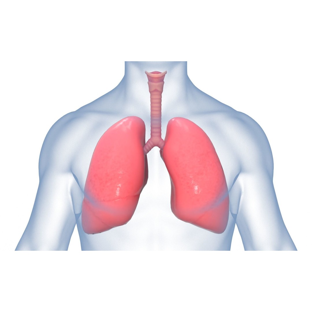 Respiratory System 3D Model – Realistic Anatomy Asset, PBR Textures - View 6