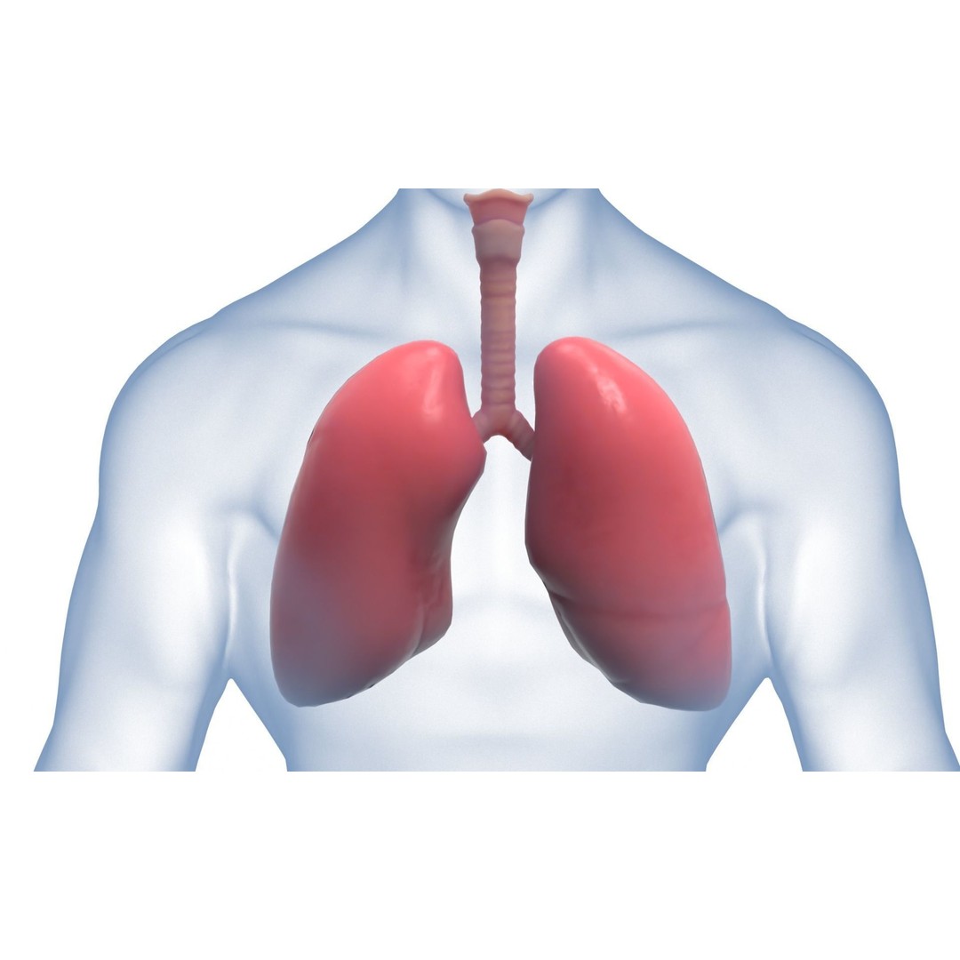 Respiratory System 3D Model – Realistic Anatomy Asset, PBR Textures - View 7