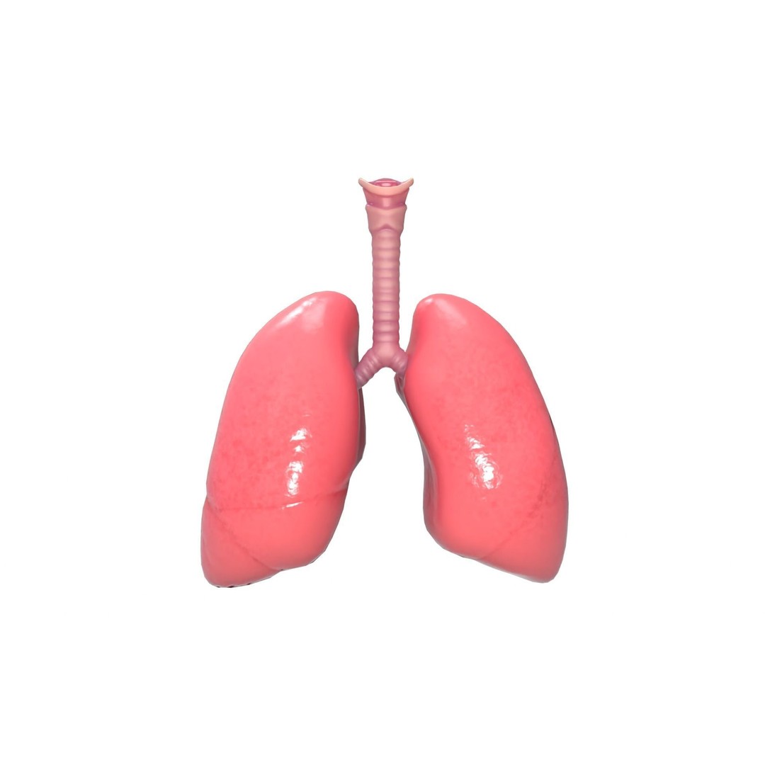 Respiratory System 3D Model – Realistic Anatomy Asset, PBR Textures - View 8