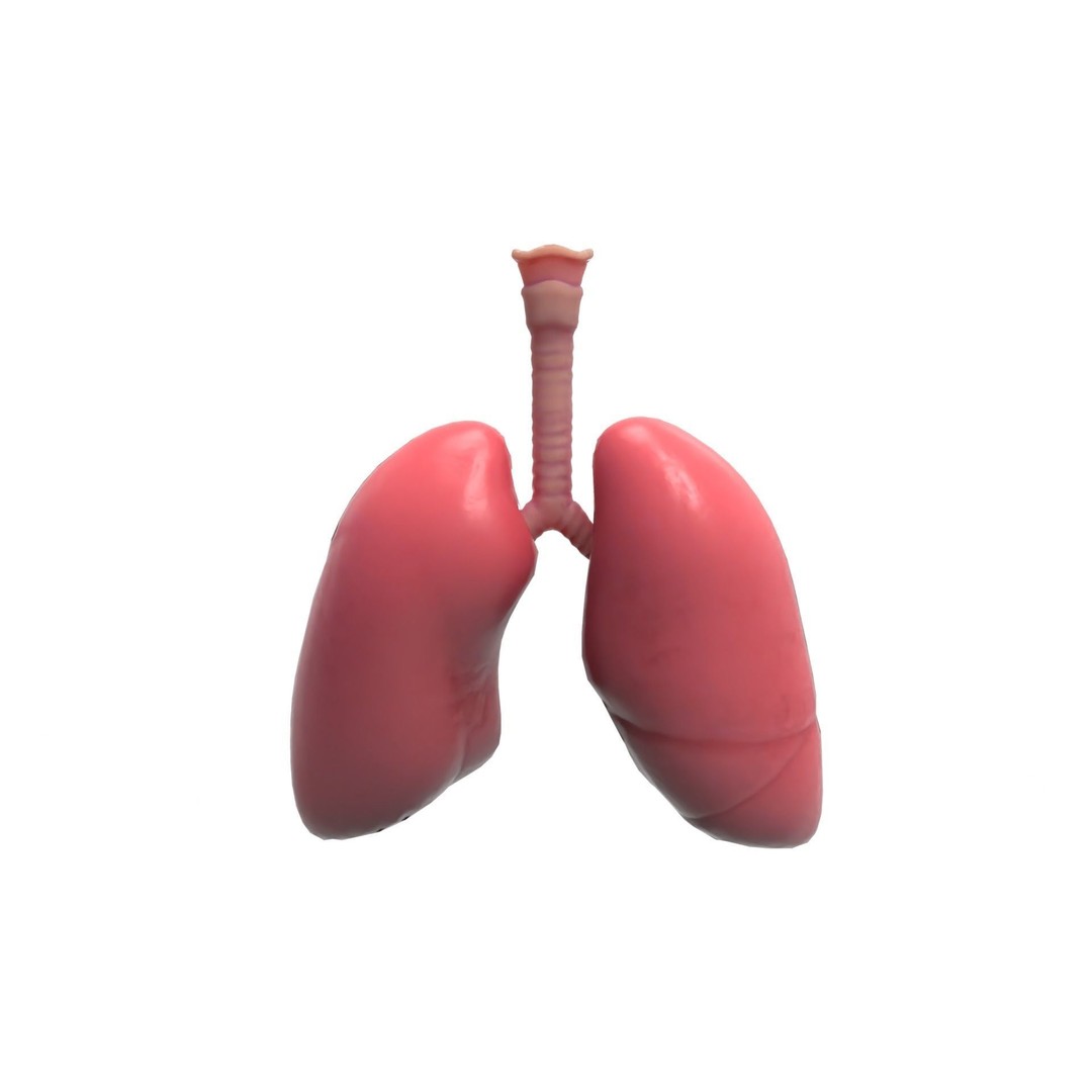 Respiratory System 3D Model – Realistic Anatomy Asset, PBR Textures - View 9