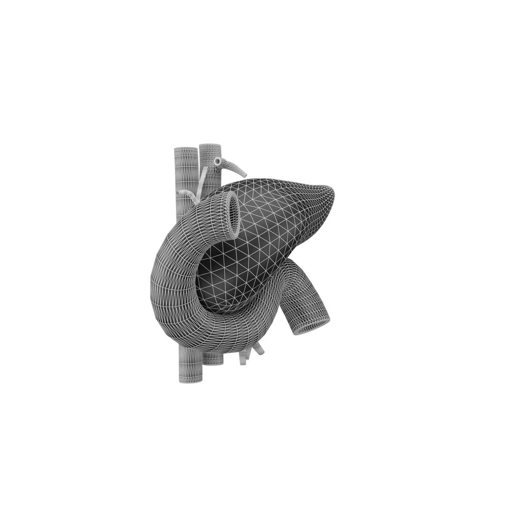 Human Pancreas 3D Model – Realistic Low-Poly Anatomy Asset, FBX - View 12