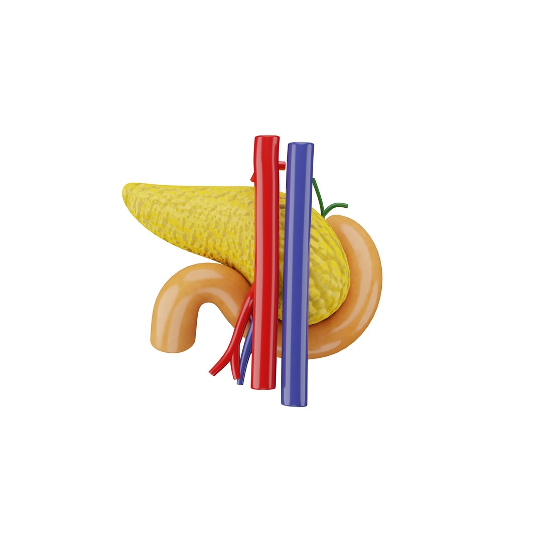 Human Pancreas 3D Model – Realistic Low-Poly Anatomy Asset, FBX - View 3