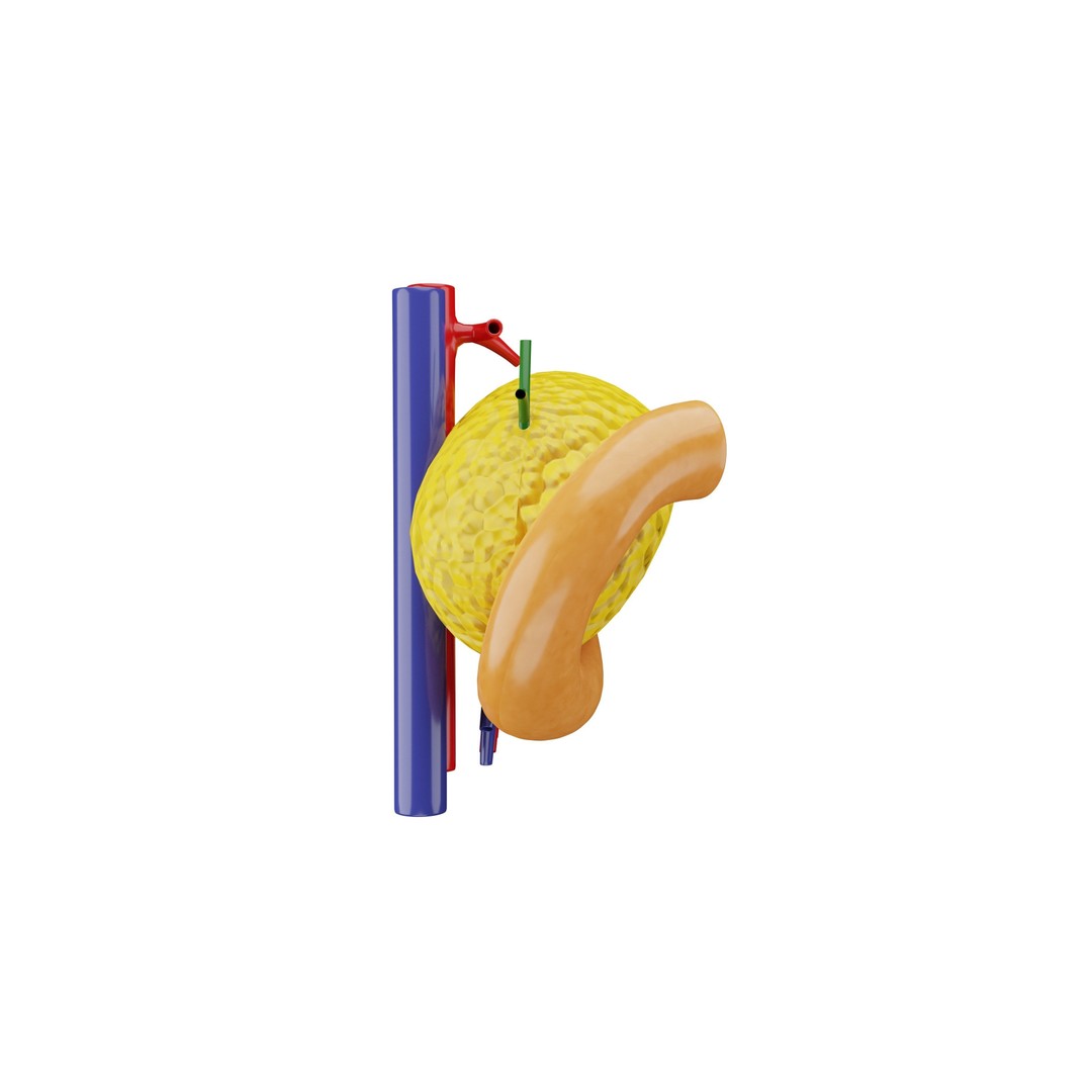 Human Pancreas 3D Model – Realistic Low-Poly Anatomy Asset, FBX - View 5