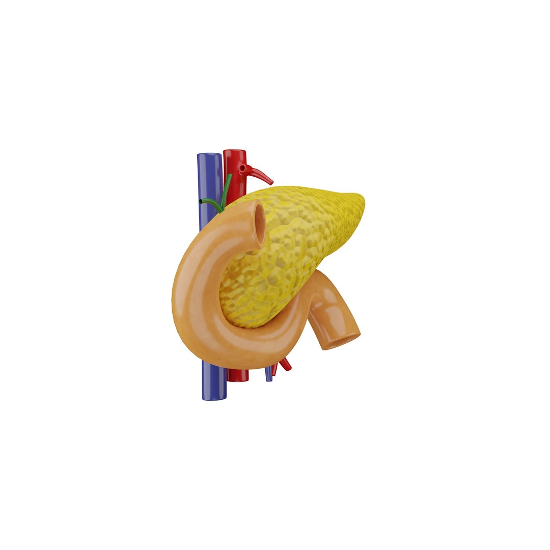 Human Pancreas 3D Model – Realistic Low-Poly Anatomy Asset, FBX - View 6