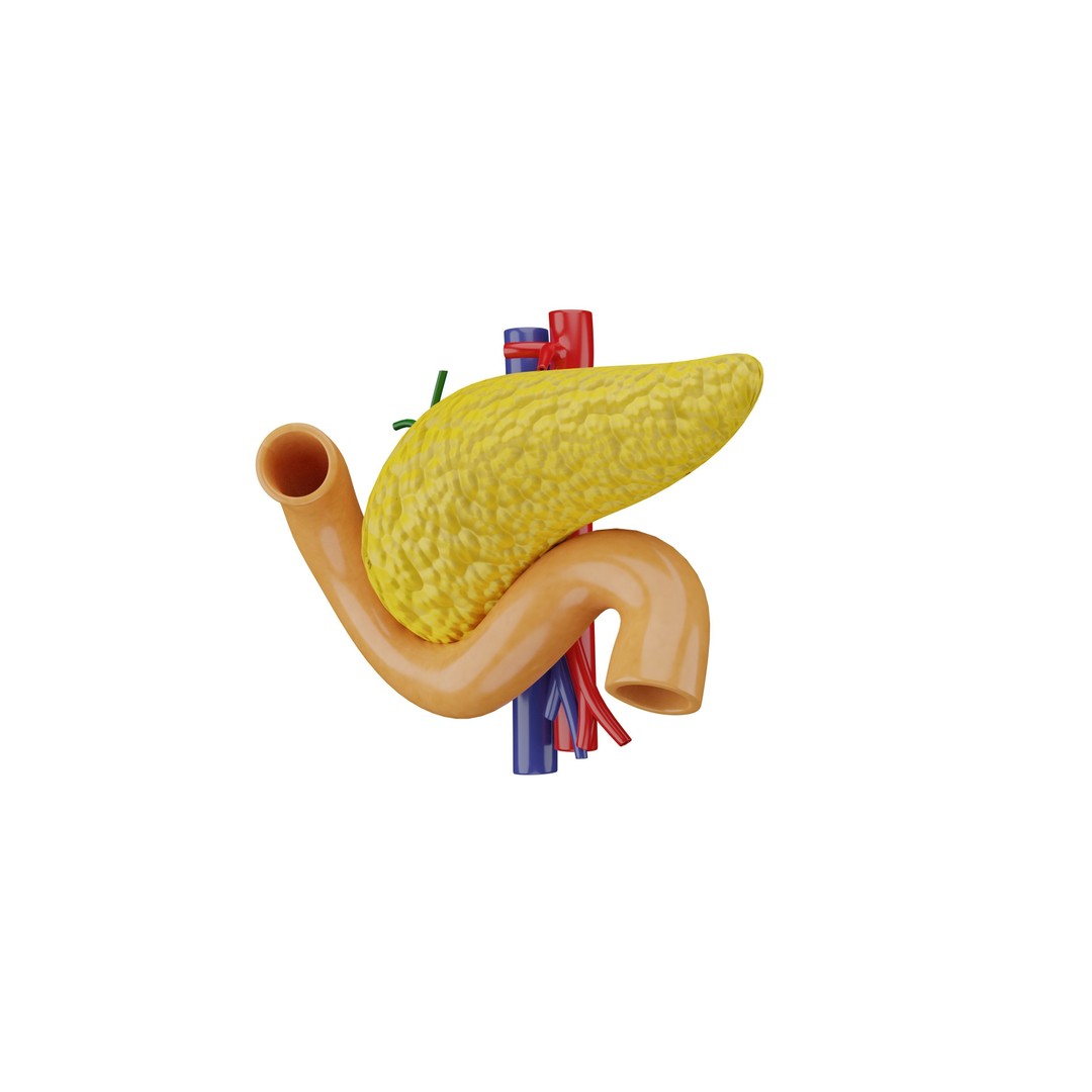 Human Pancreas 3D Model – Realistic Low-Poly Anatomy Asset, FBX - View 7