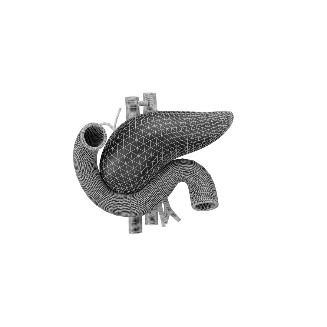 Human Pancreas 3D Model – Realistic Low-Poly Anatomy Asset, FBX - View 8