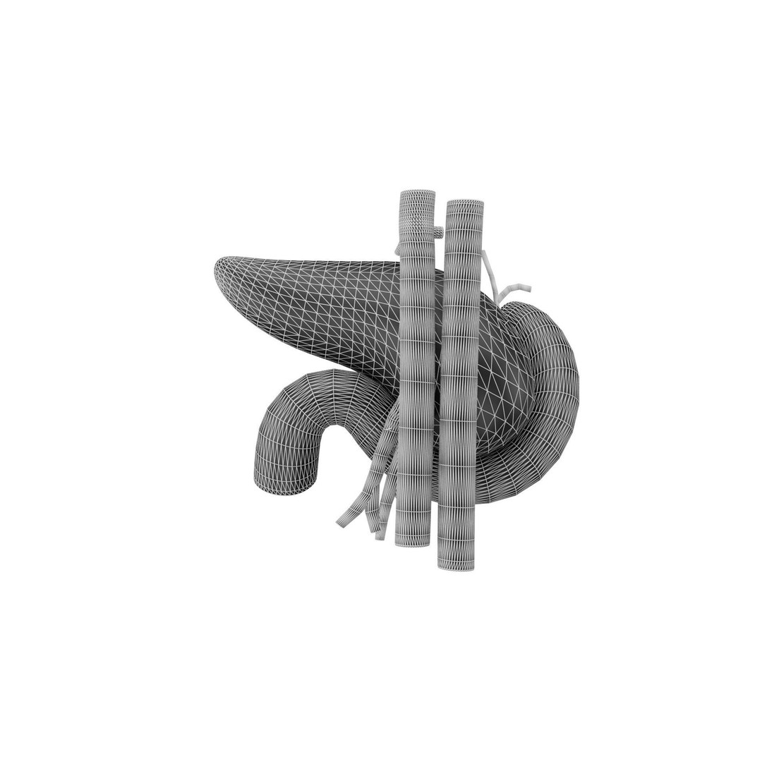 Human Pancreas 3D Model – Realistic Low-Poly Anatomy Asset, FBX - View 9