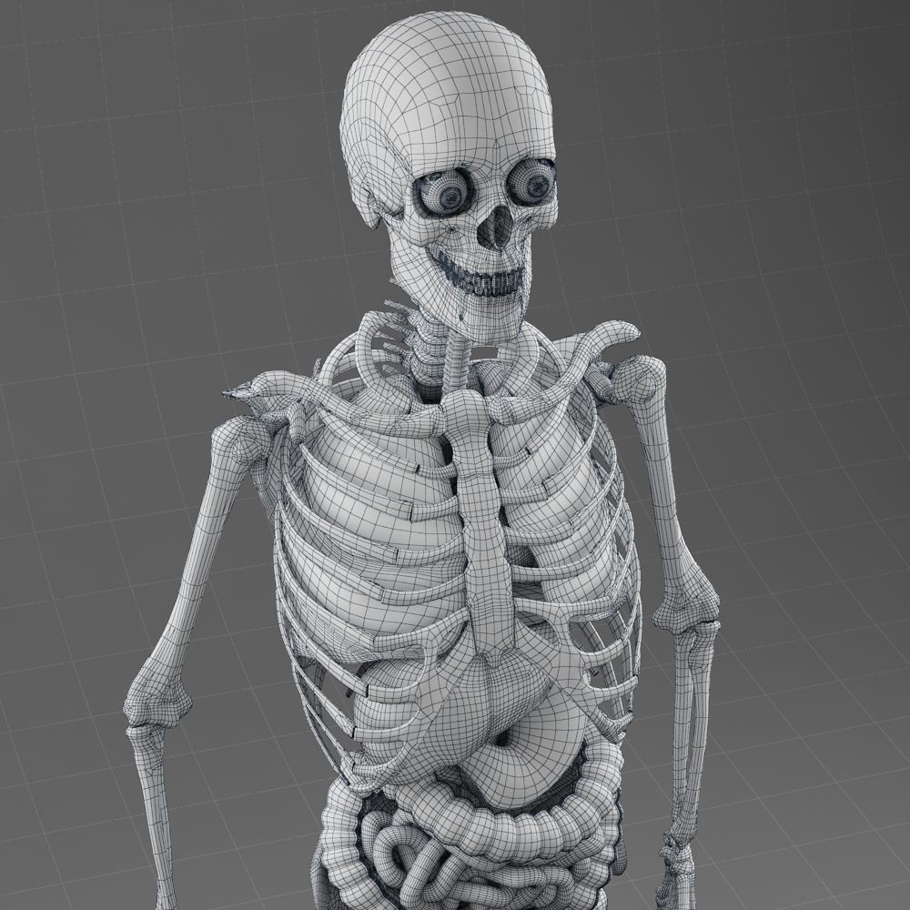 Anatomy Internal Organs Male 3D Model – Realistic Character Asset, FBX, OBJ