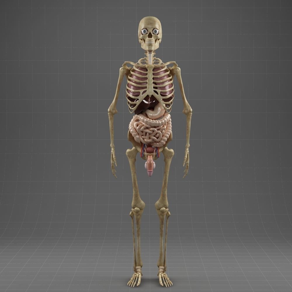 Anatomy Internal Organs Male 3D Model – Realistic Character Asset, FBX, OBJ - View 10