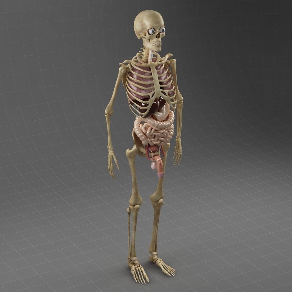 Anatomy Internal Organs Male 3D Model – Realistic Character Asset, FBX, OBJ - View 11
