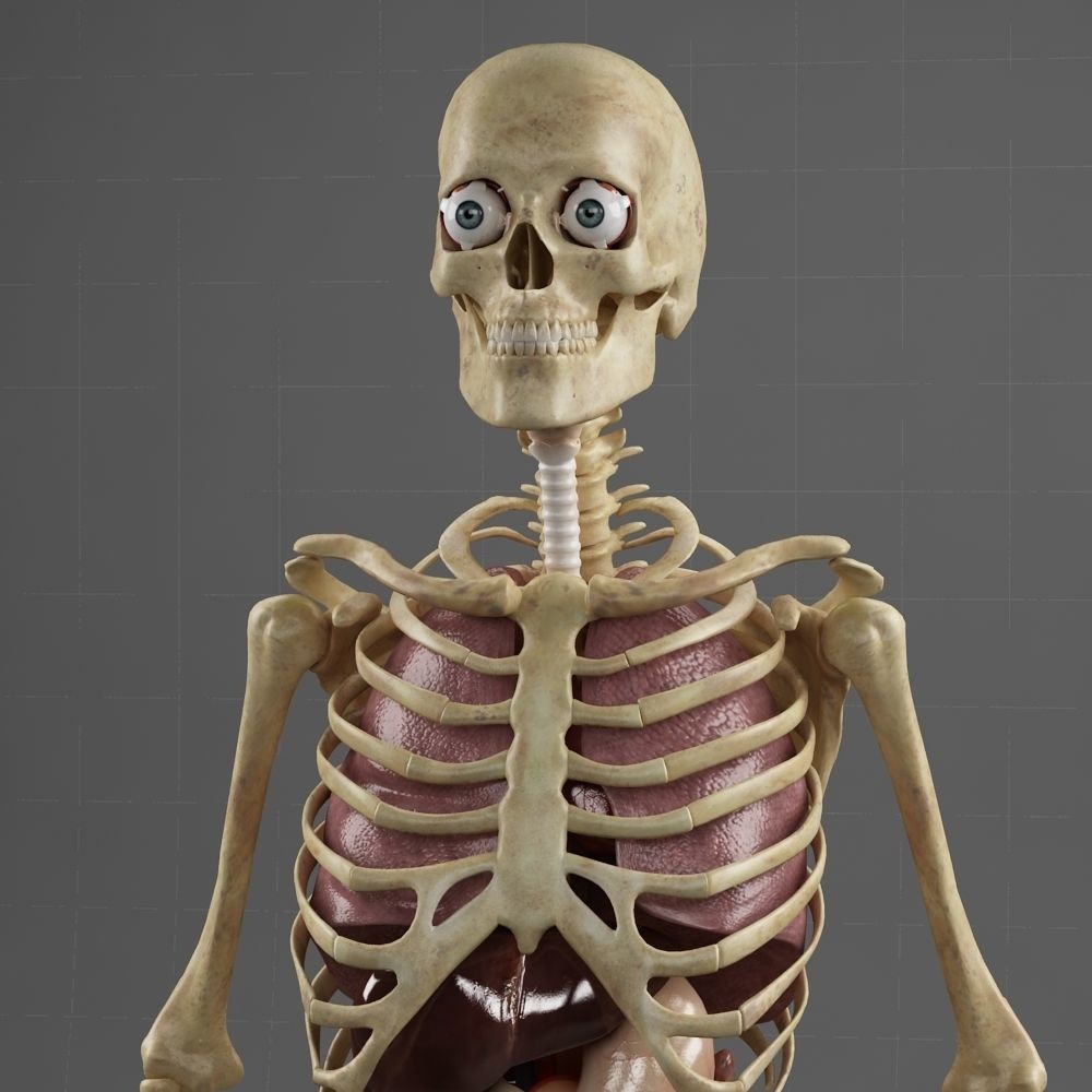 Anatomy Internal Organs Male 3D Model – Realistic Character Asset, FBX, OBJ - View 12