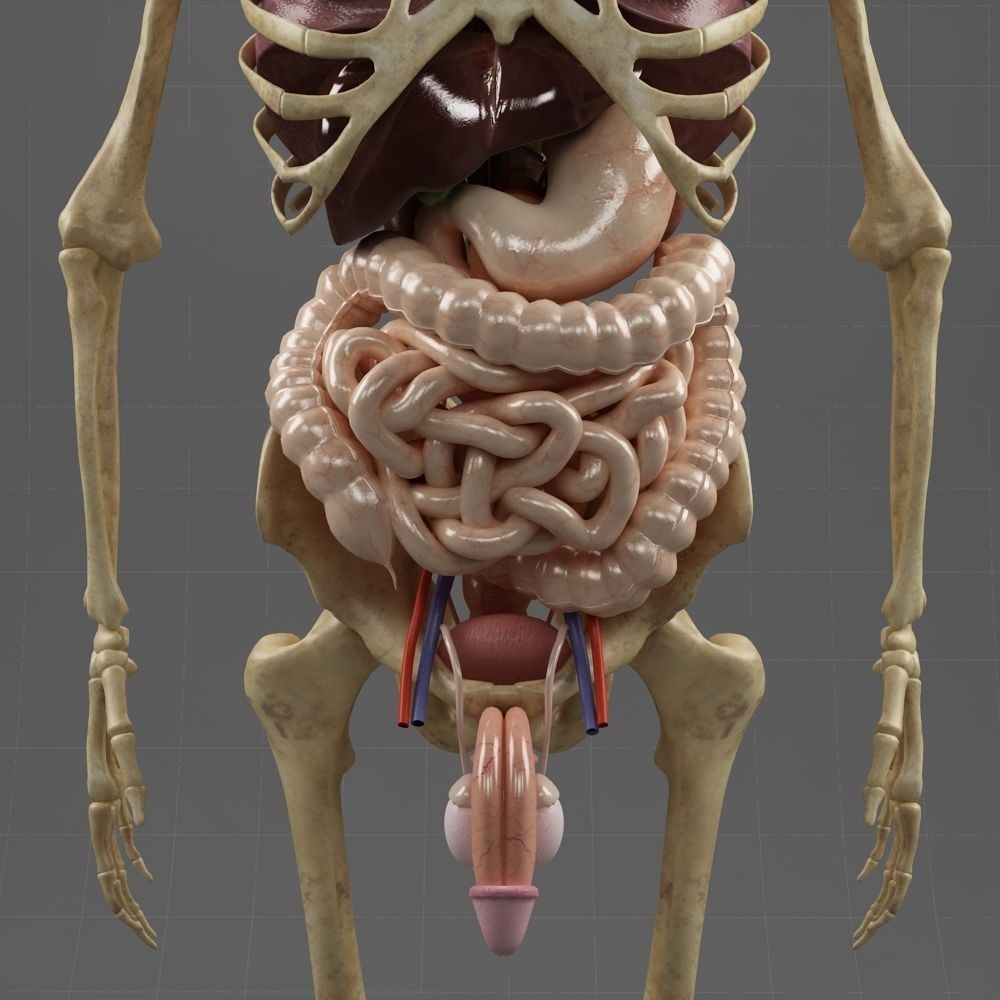 Anatomy Internal Organs Male 3D Model – Realistic Character Asset, FBX, OBJ - View 13