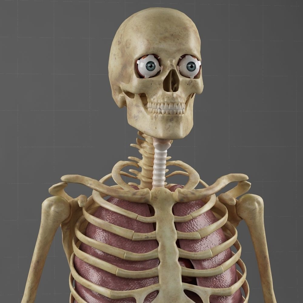 Anatomy Internal Organs Male 3D Model – Realistic Character Asset, FBX, OBJ - View 14