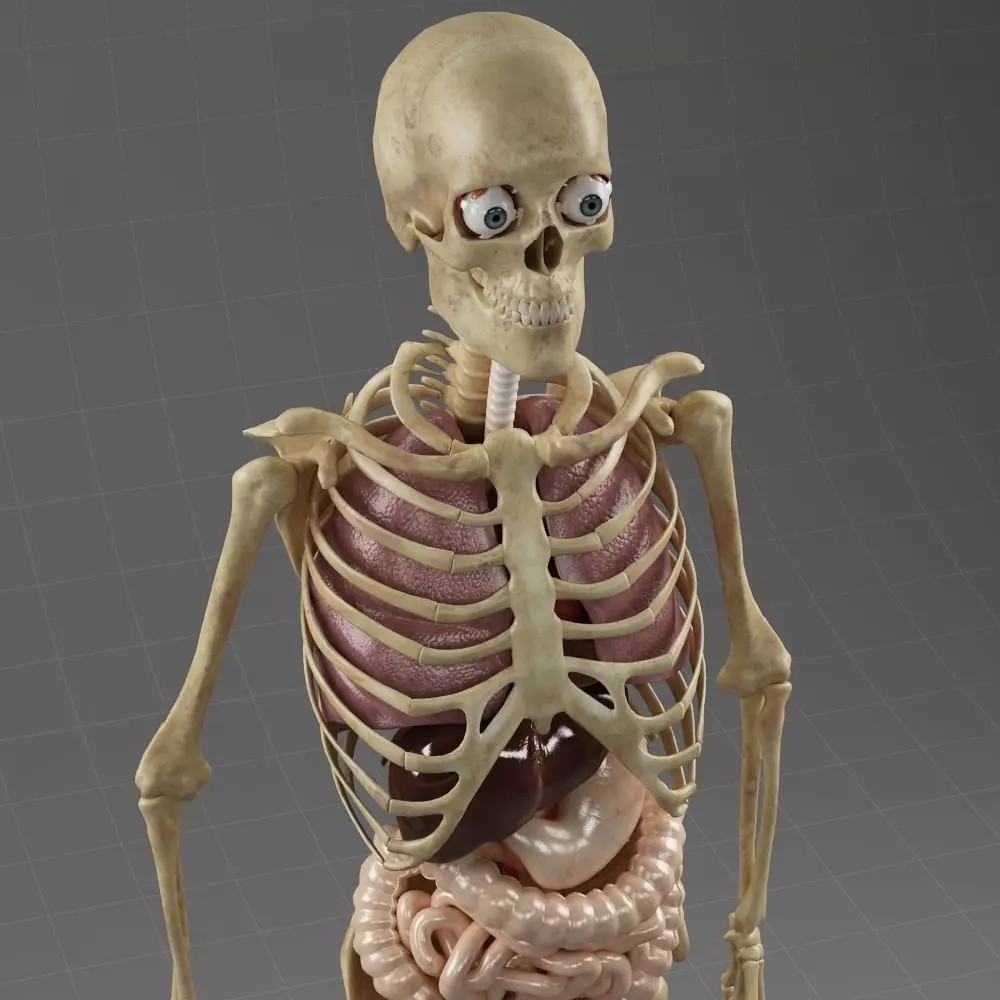 Anatomy Internal Organs Male 3D Model – Realistic Character Asset, FBX, OBJ - View 2