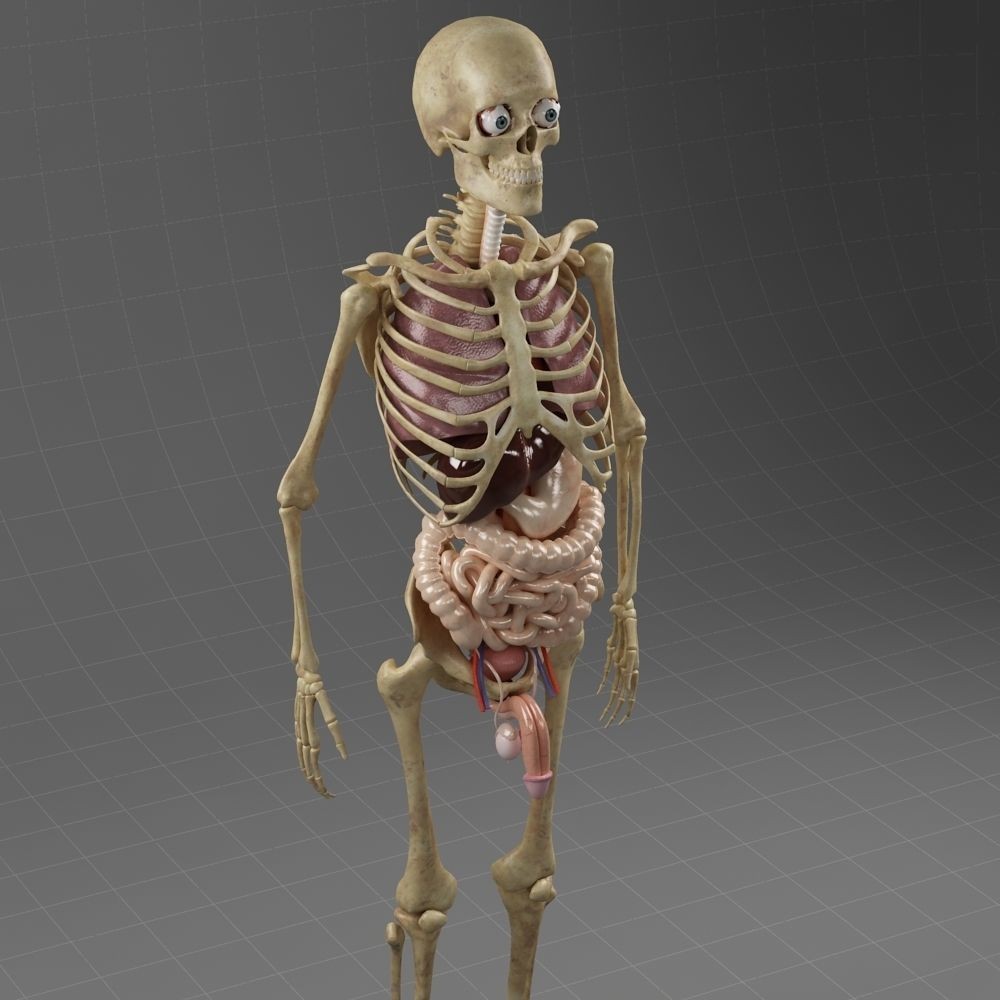 Anatomy Internal Organs Male 3D Model – Realistic Character Asset, FBX, OBJ - View 3
