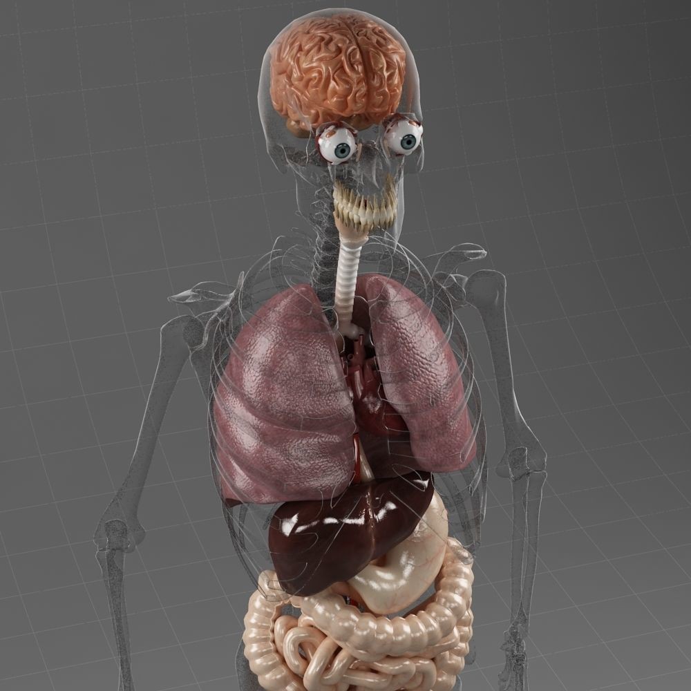 Anatomy Internal Organs Male 3D Model – Realistic Character Asset, FBX, OBJ - View 4