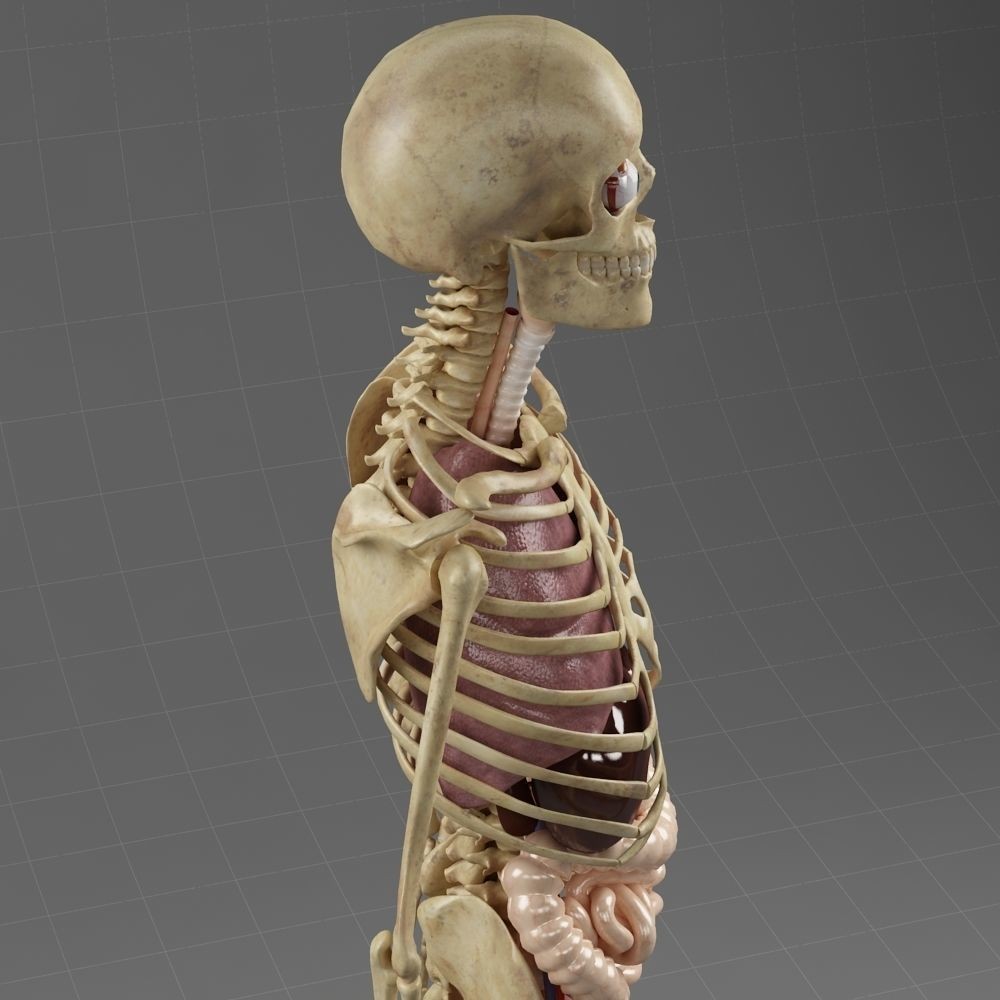 Anatomy Internal Organs Male 3D Model – Realistic Character Asset, FBX, OBJ - View 5