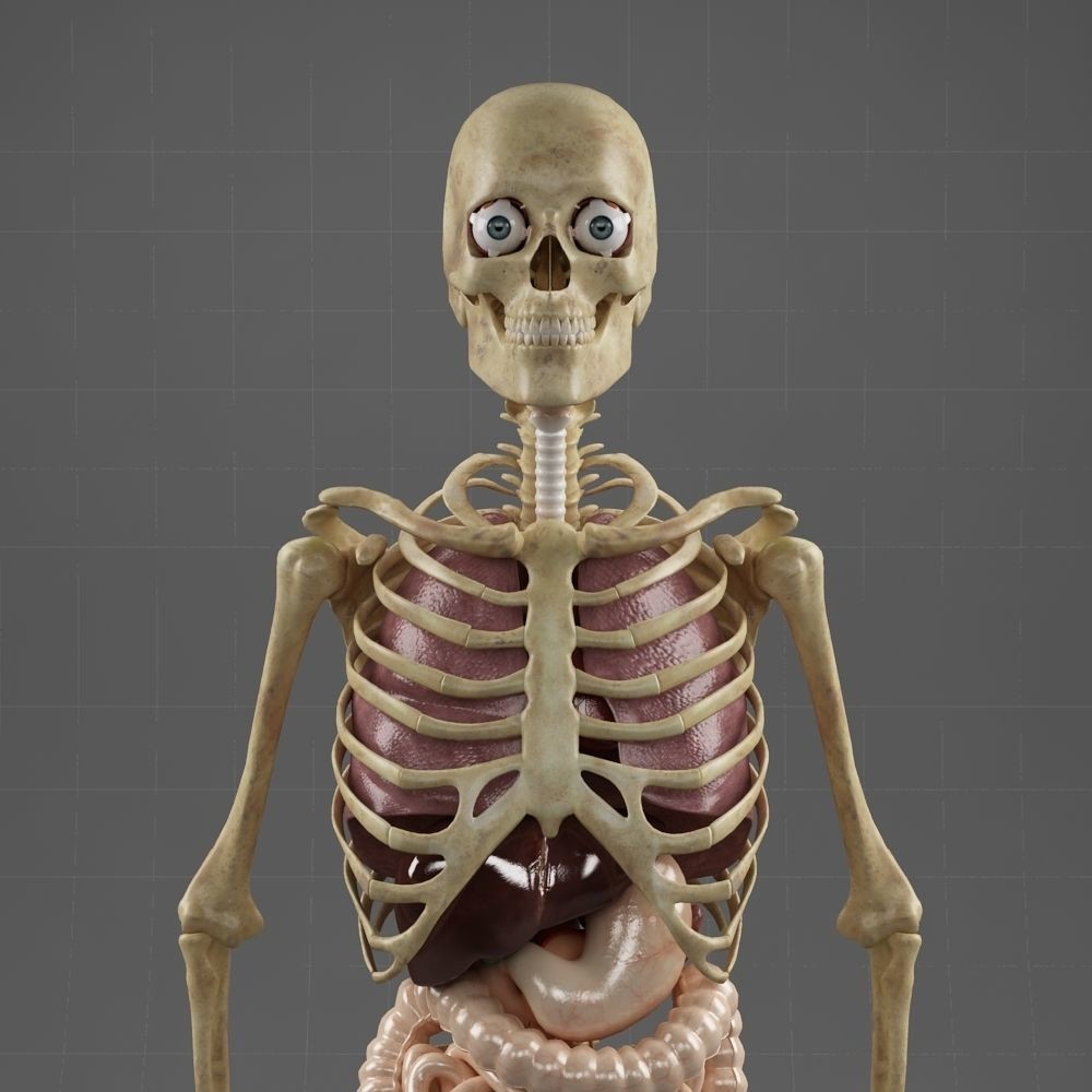 Anatomy Internal Organs Male 3D Model – Realistic Character Asset, FBX, OBJ - View 6