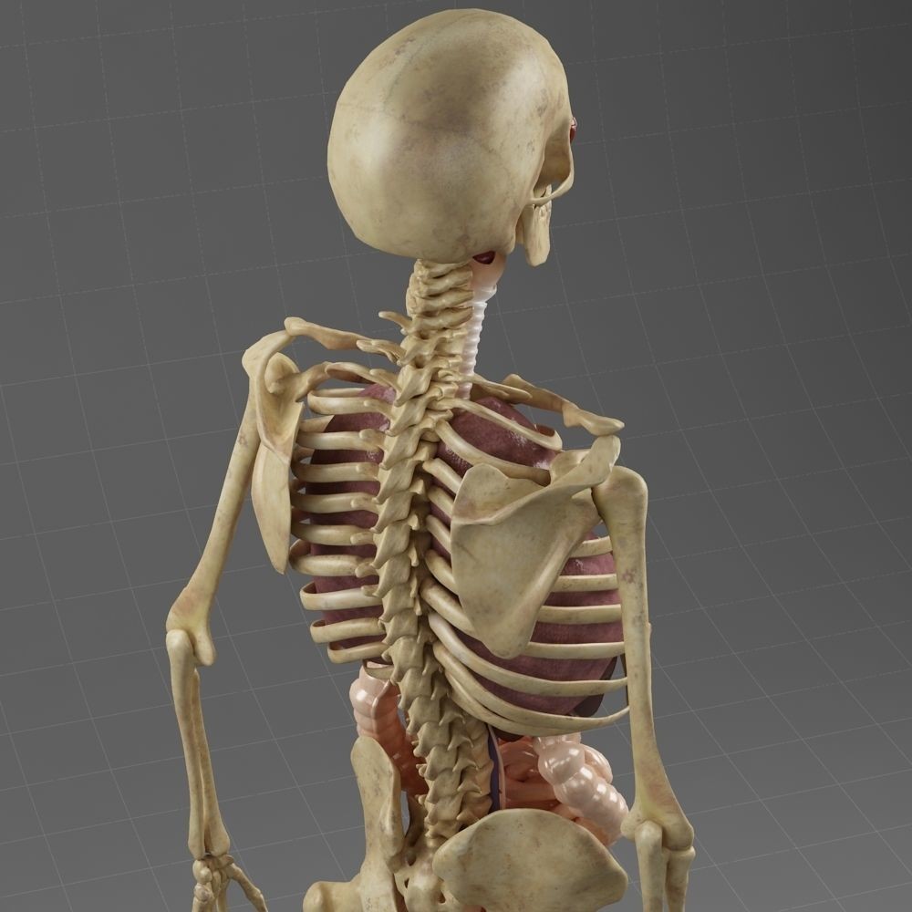 Anatomy Internal Organs Male 3D Model – Realistic Character Asset, FBX, OBJ - View 7