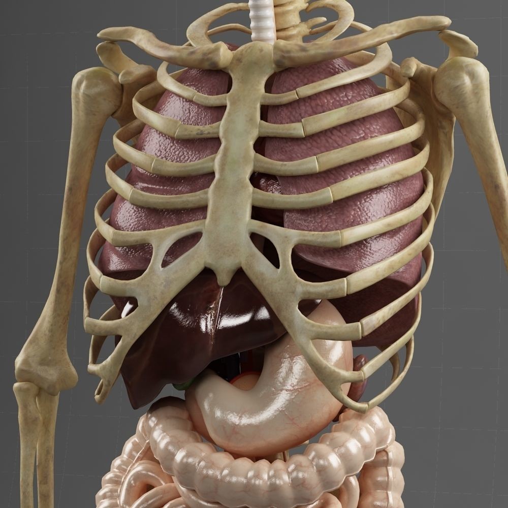 Anatomy Internal Organs Male 3D Model – Realistic Character Asset, FBX, OBJ - View 8