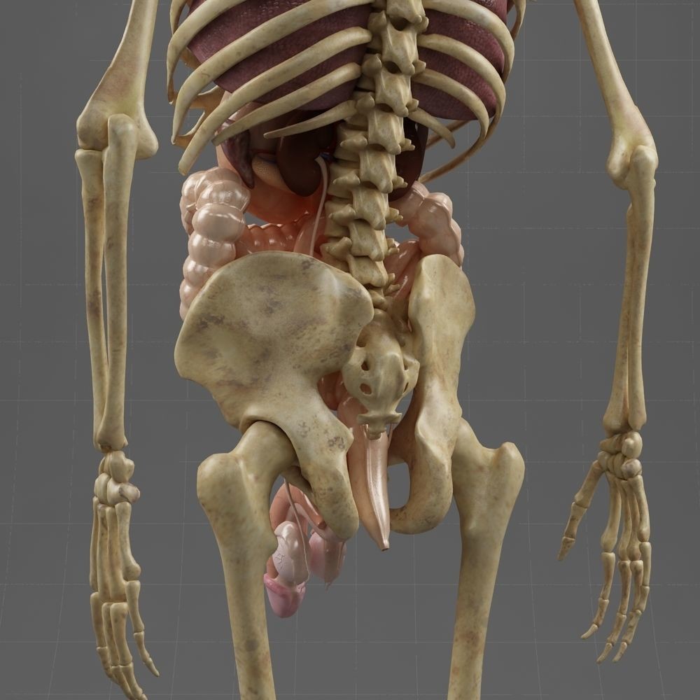 Anatomy Internal Organs Male 3D Model – Realistic Character Asset, FBX, OBJ - View 9