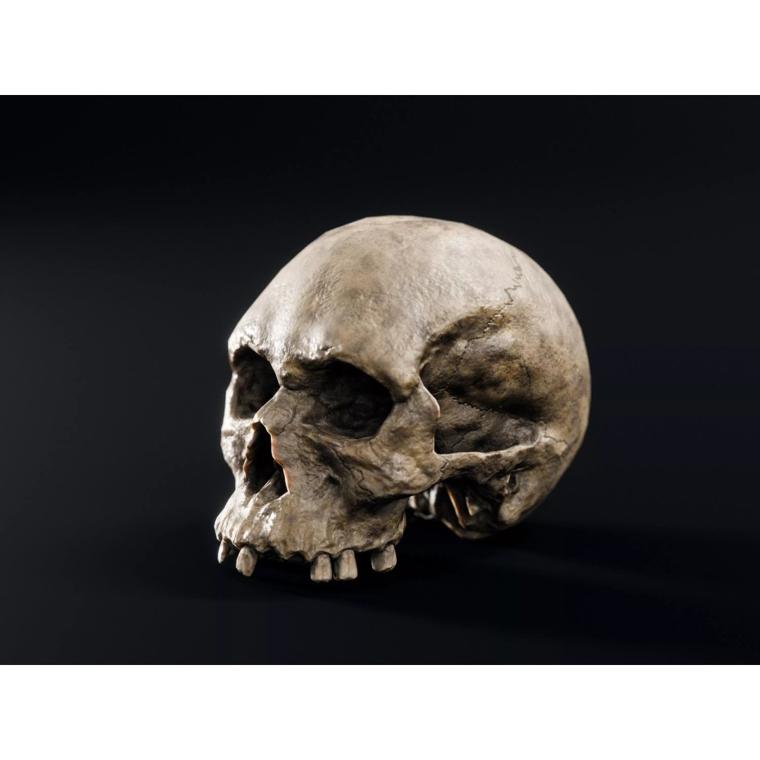 Skull 3D Model – Low Poly Decoration Asset with PBR Textures, FBX