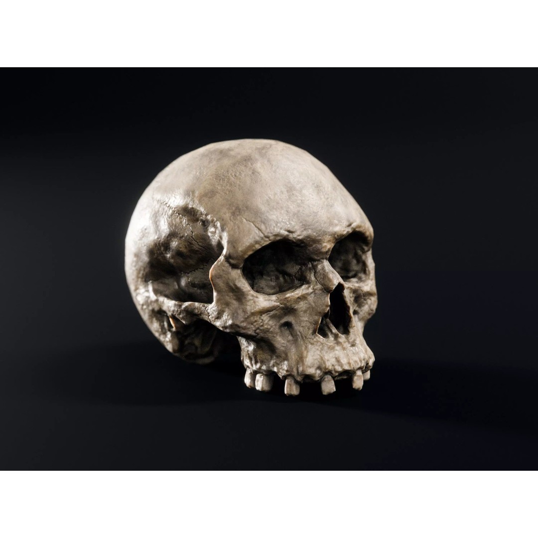 Skull 3D Model – Low Poly Decoration Asset with PBR Textures, FBX - View 7