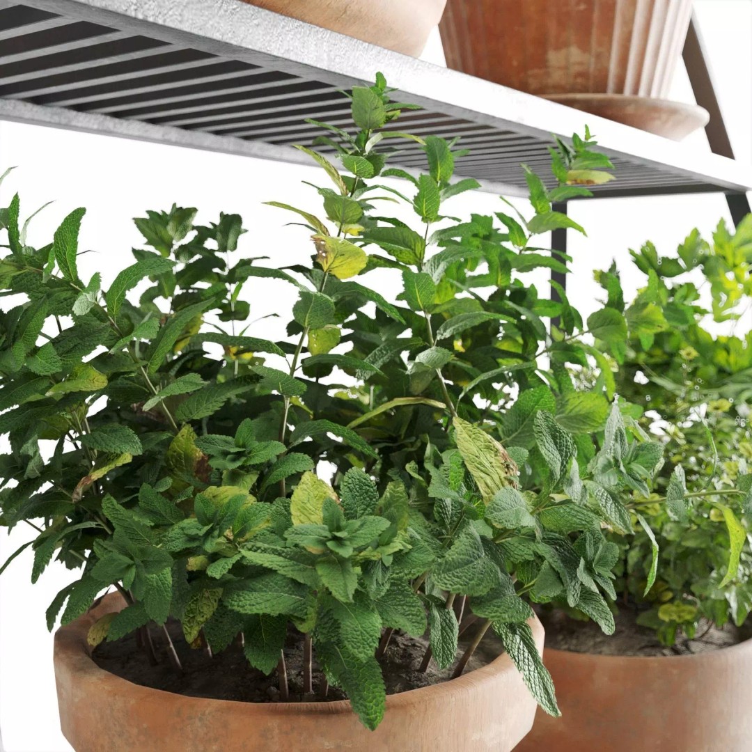 Herb Shelf 3D Model – Decorative Metal Shelf with Terracotta Pots - View 7