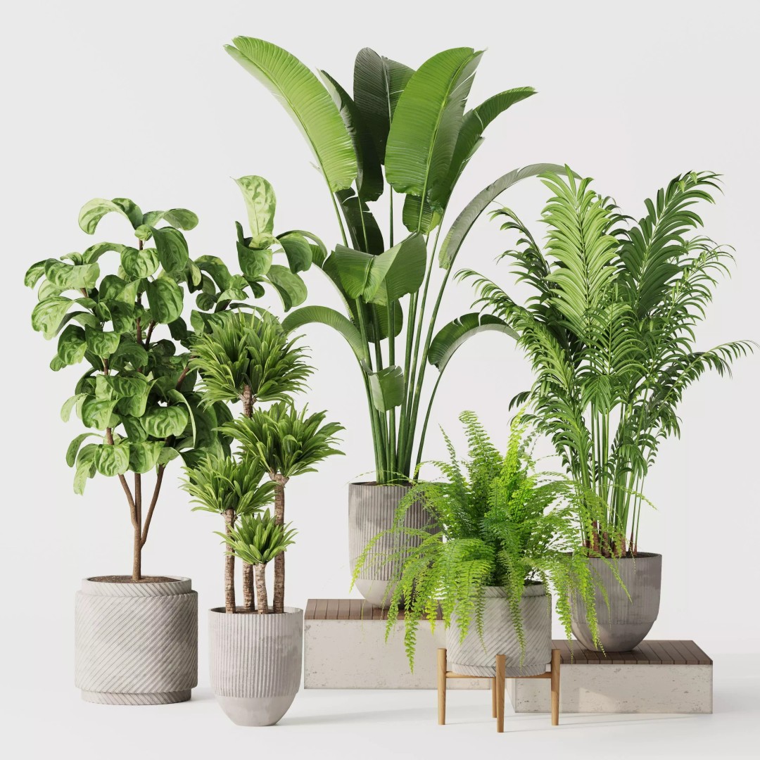 Indoor Plant Set 01 3D Model – Modern Concrete Vase, PBR Textures - View 2