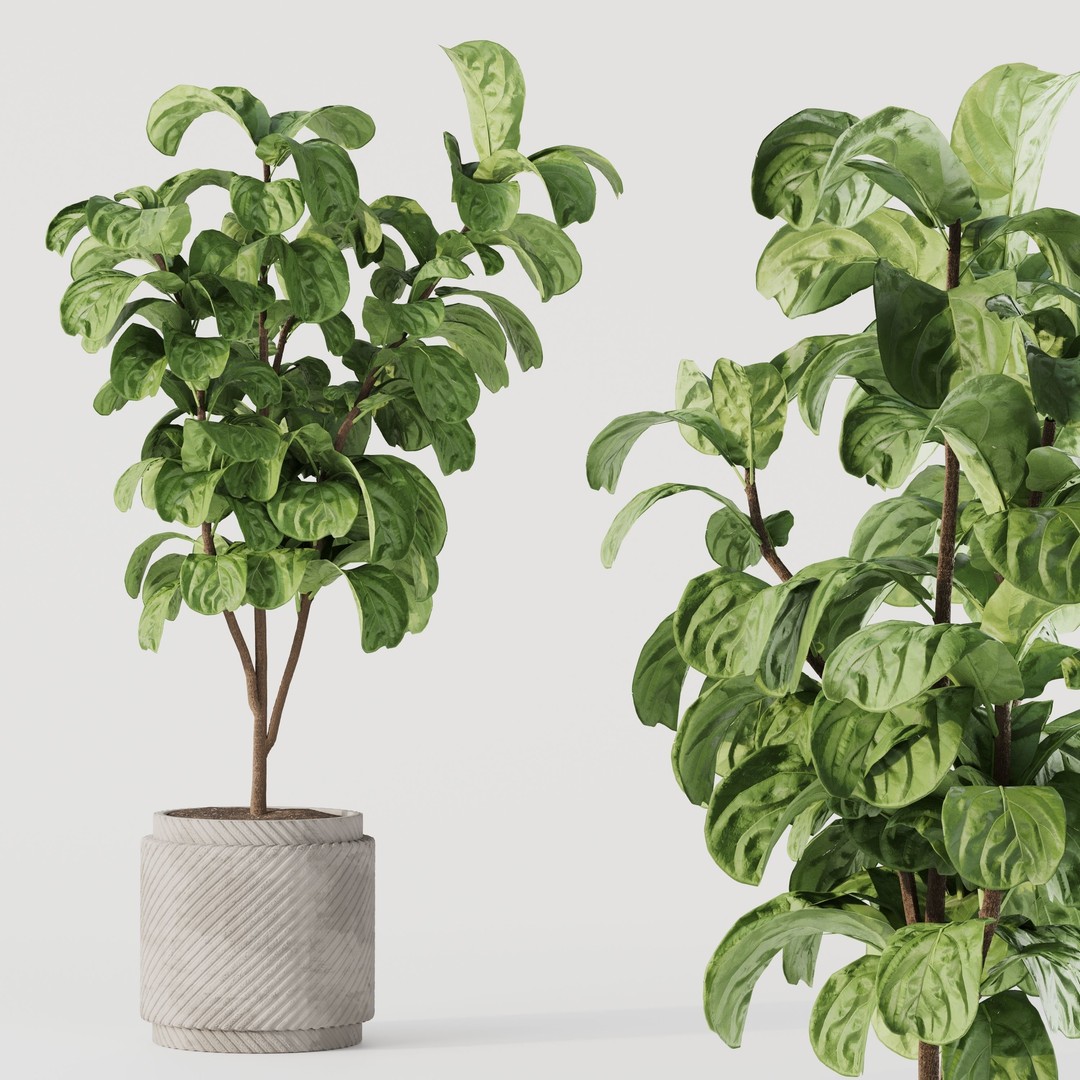 Indoor Plant Set 01 3D Model – Modern Concrete Vase, PBR Textures - View 3