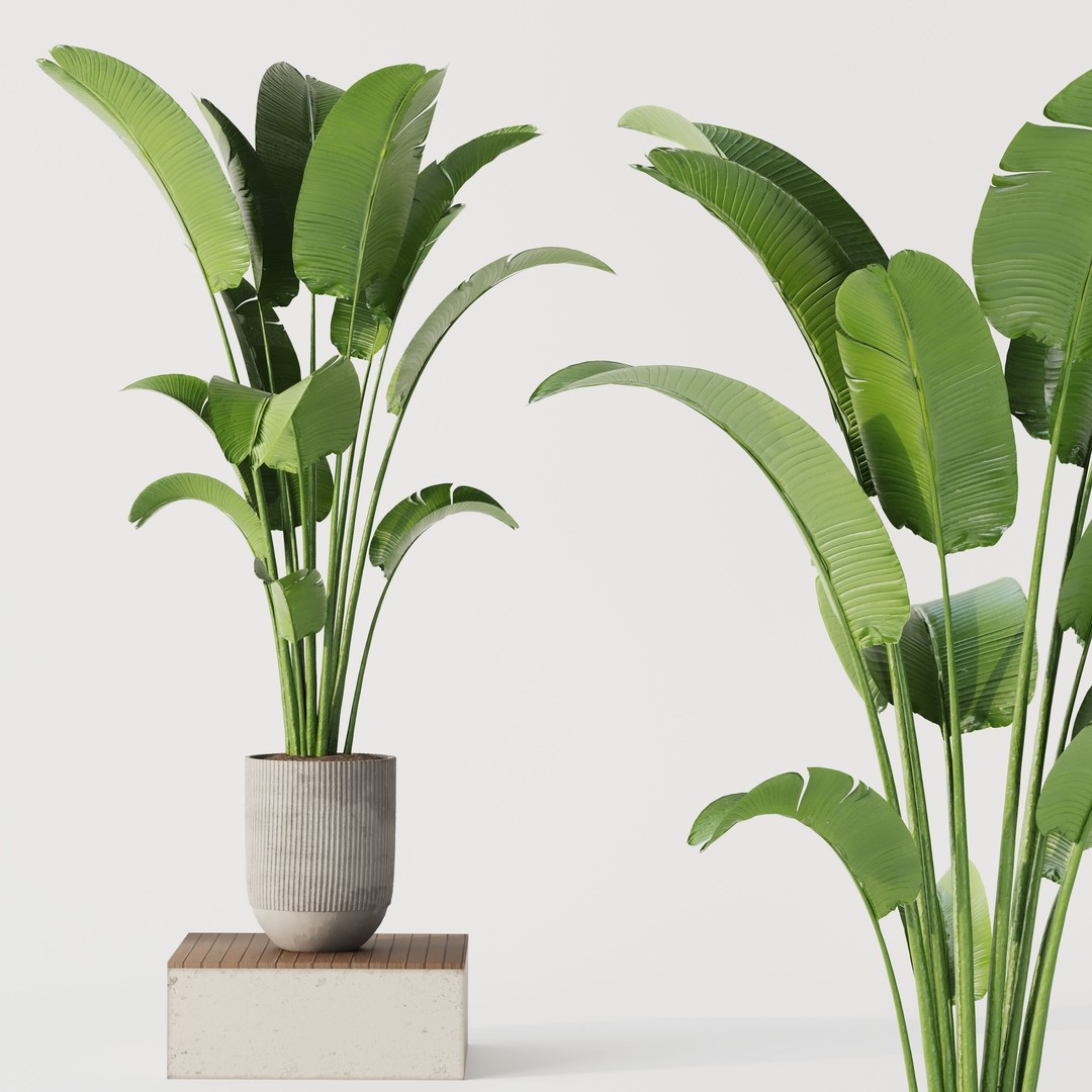 Indoor Plant Set 01 3D Model – Modern Concrete Vase, PBR Textures - View 4