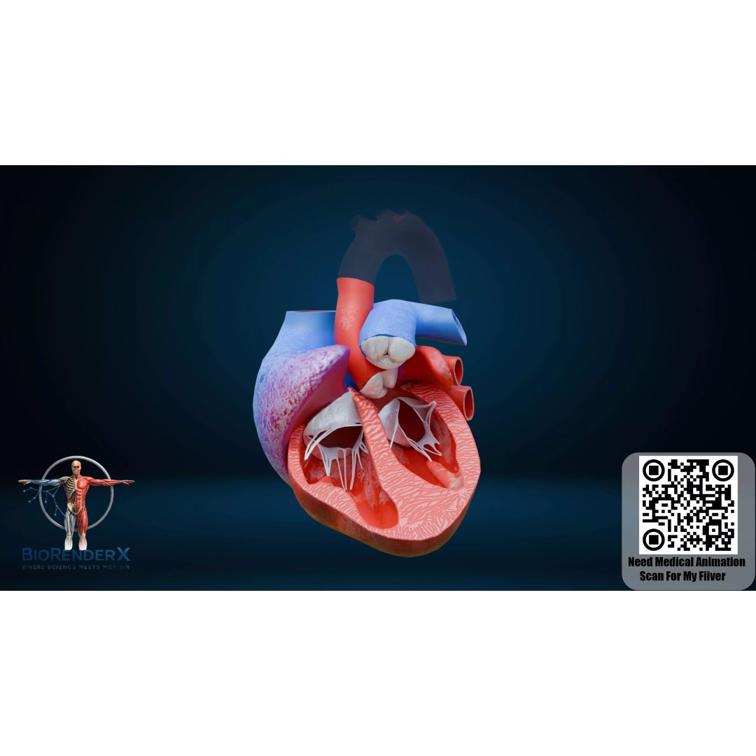 Human Heart 3D Model – Detailed Low Poly Cardiac Anatomy, FBX - View 3