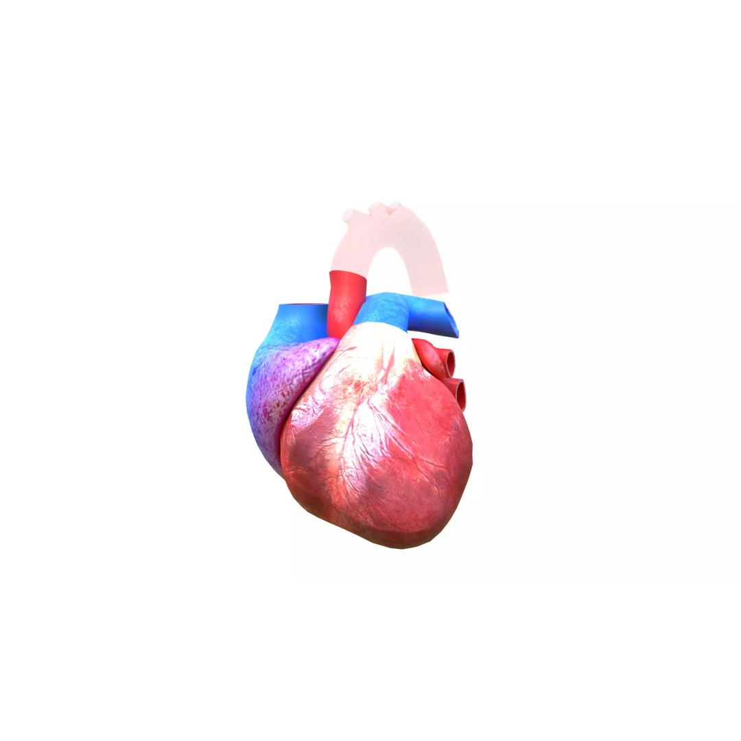 Human Heart 3D Model – Detailed Low Poly Cardiac Anatomy, FBX - View 5