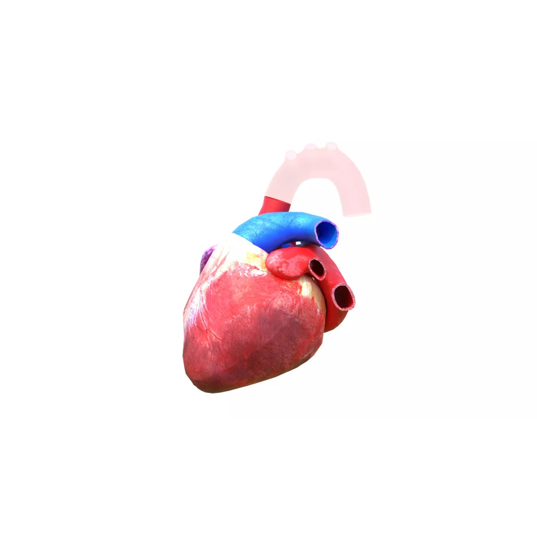 Human Heart 3D Model – Detailed Low Poly Cardiac Anatomy, FBX - View 6