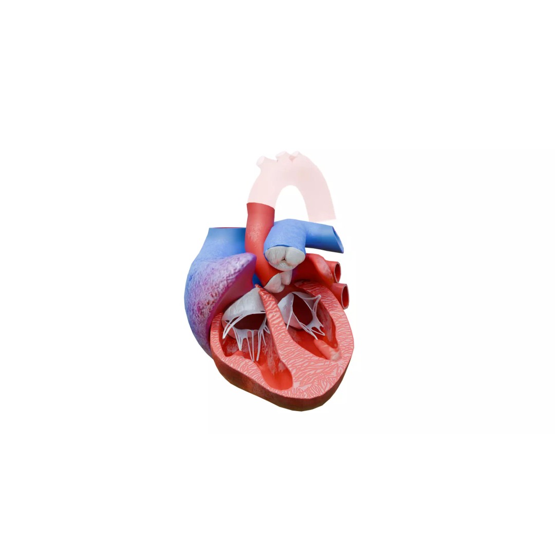 Human Heart 3D Model – Detailed Low Poly Cardiac Anatomy, FBX - View 7