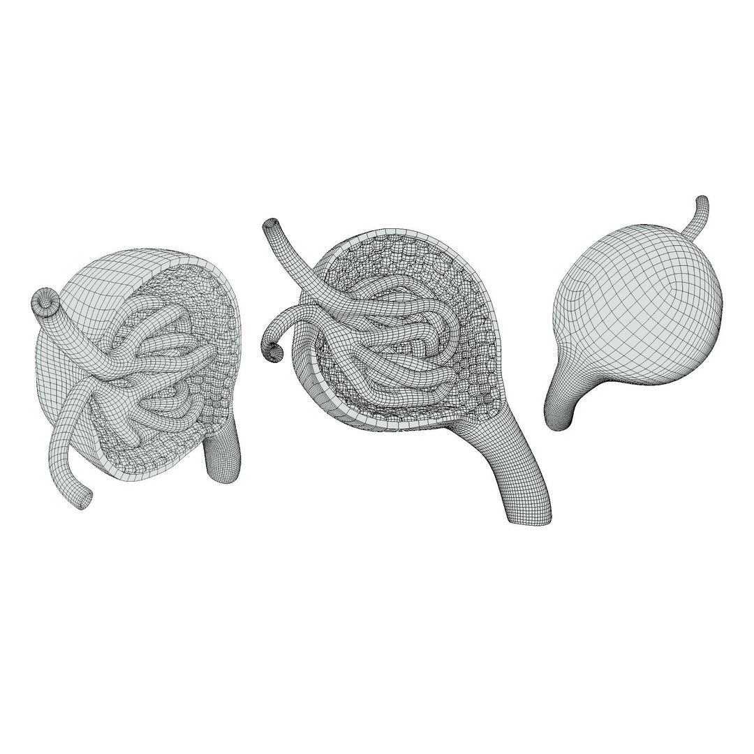 Glomerulus Anatomy 3D Model – PBR Medical Asset, FBX & OBJ Formats - View 10
