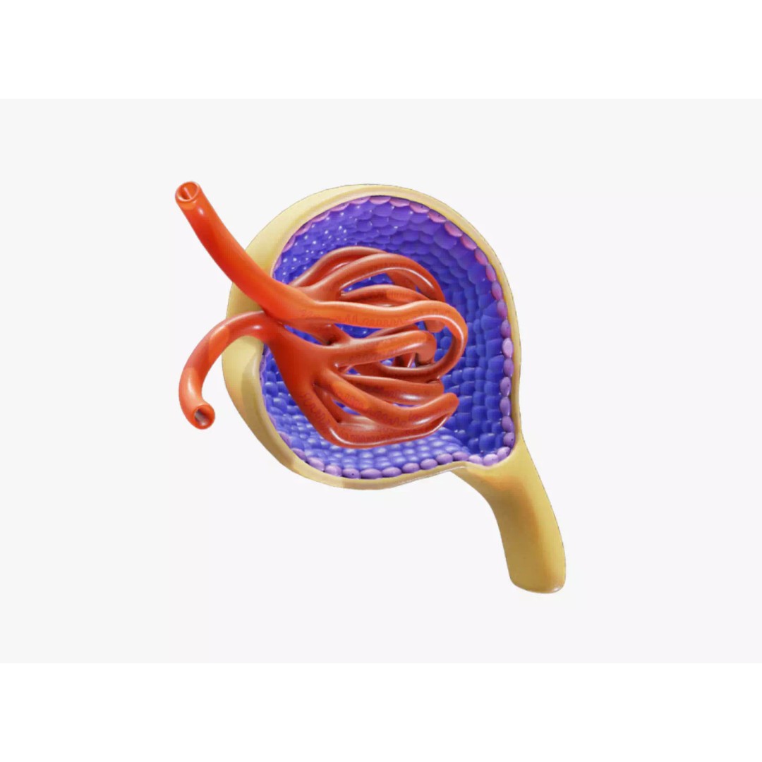 Glomerulus Anatomy 3D Model – PBR Medical Asset, FBX & OBJ Formats - View 2