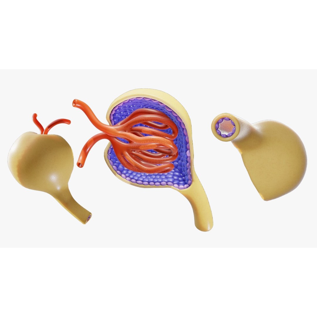 Glomerulus Anatomy 3D Model – PBR Medical Asset, FBX & OBJ Formats - View 3
