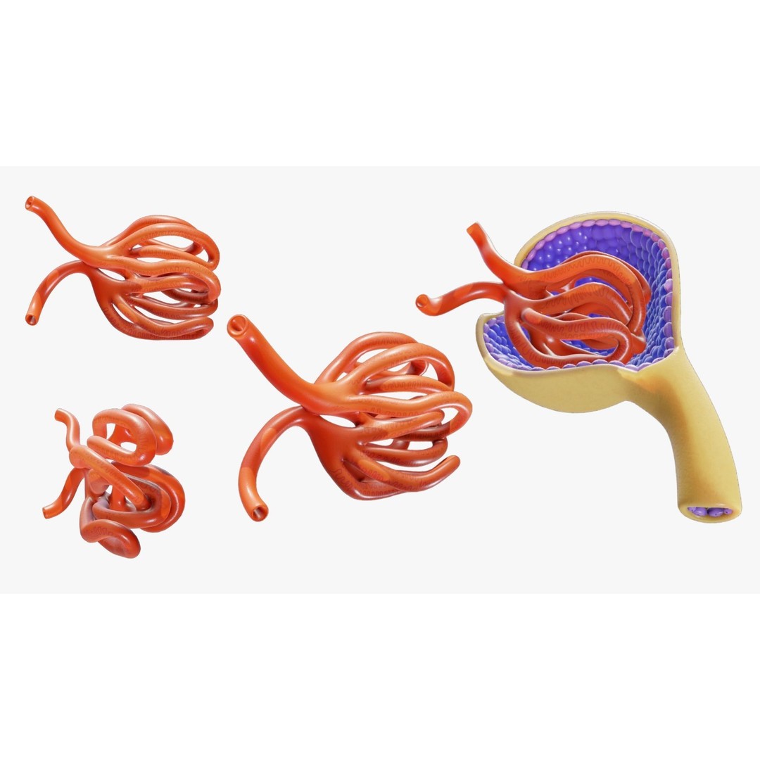 Glomerulus Anatomy 3D Model – PBR Medical Asset, FBX & OBJ Formats - View 4