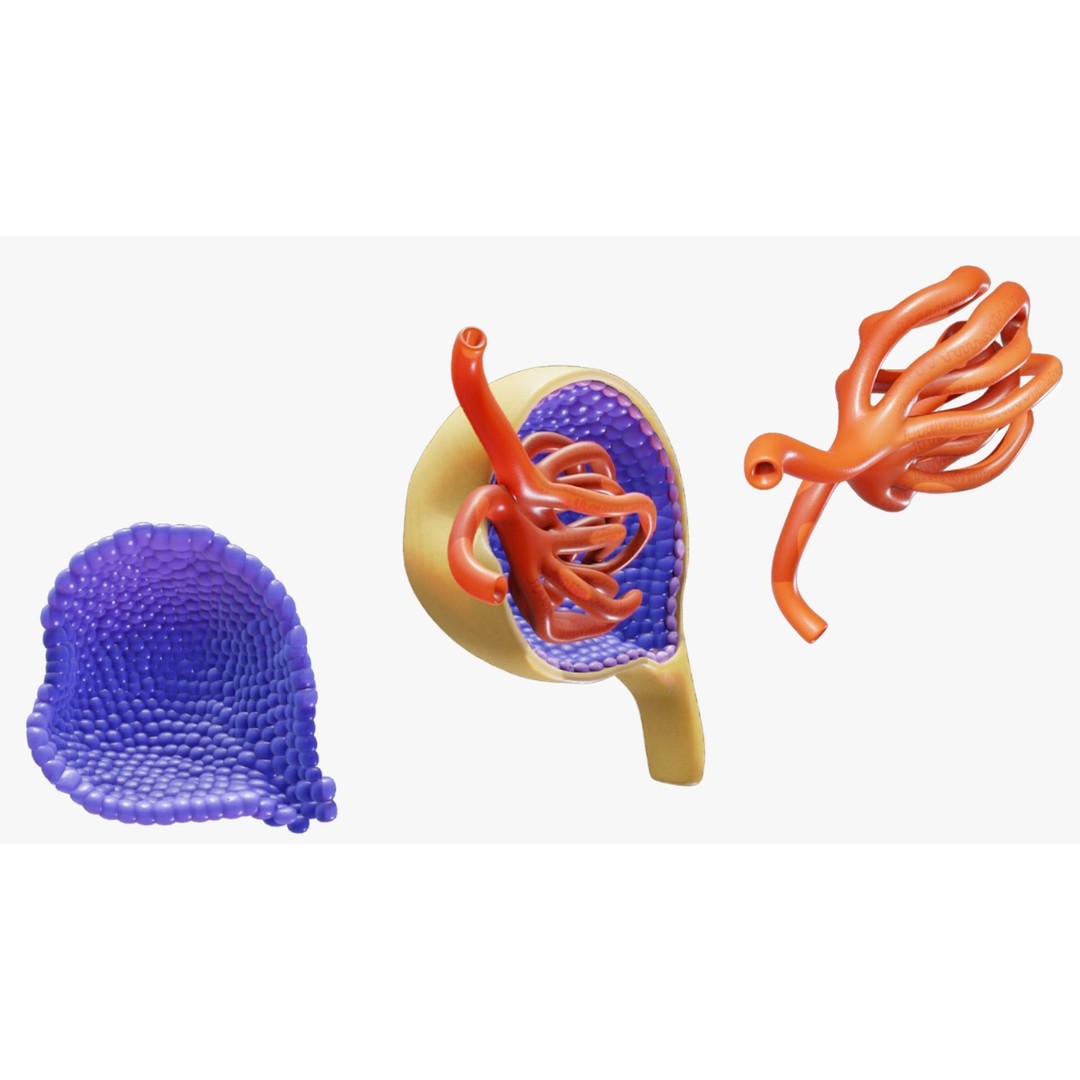 Glomerulus Anatomy 3D Model – PBR Medical Asset, FBX & OBJ Formats - View 5