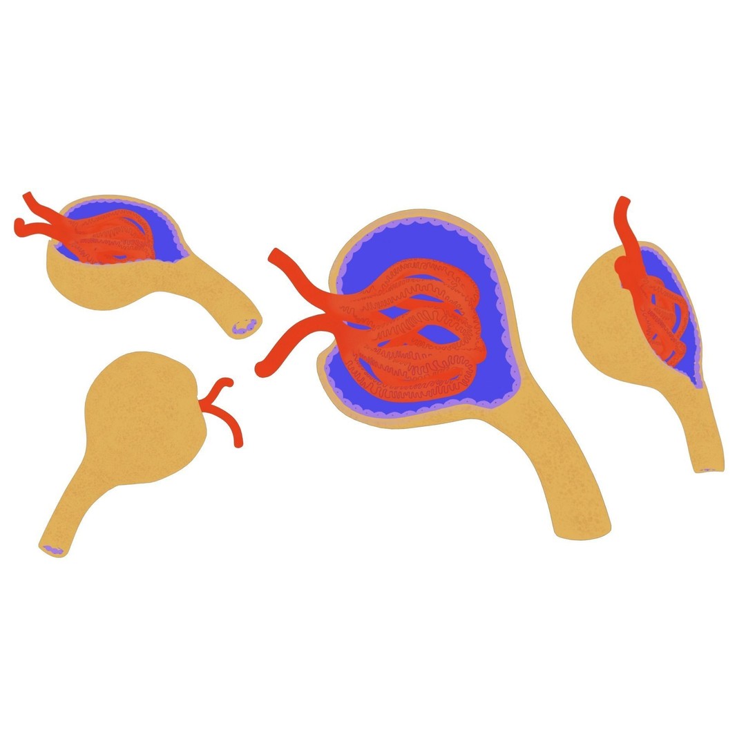 Glomerulus Anatomy 3D Model – PBR Medical Asset, FBX & OBJ Formats - View 6