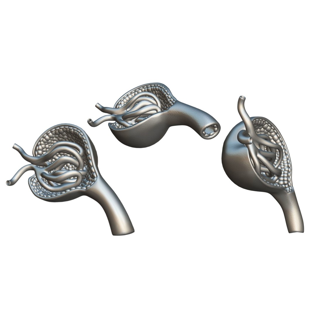 Glomerulus Anatomy 3D Model – PBR Medical Asset, FBX & OBJ Formats - View 7